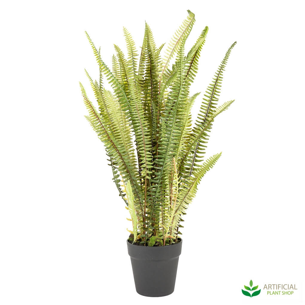Potted mountain fern plant