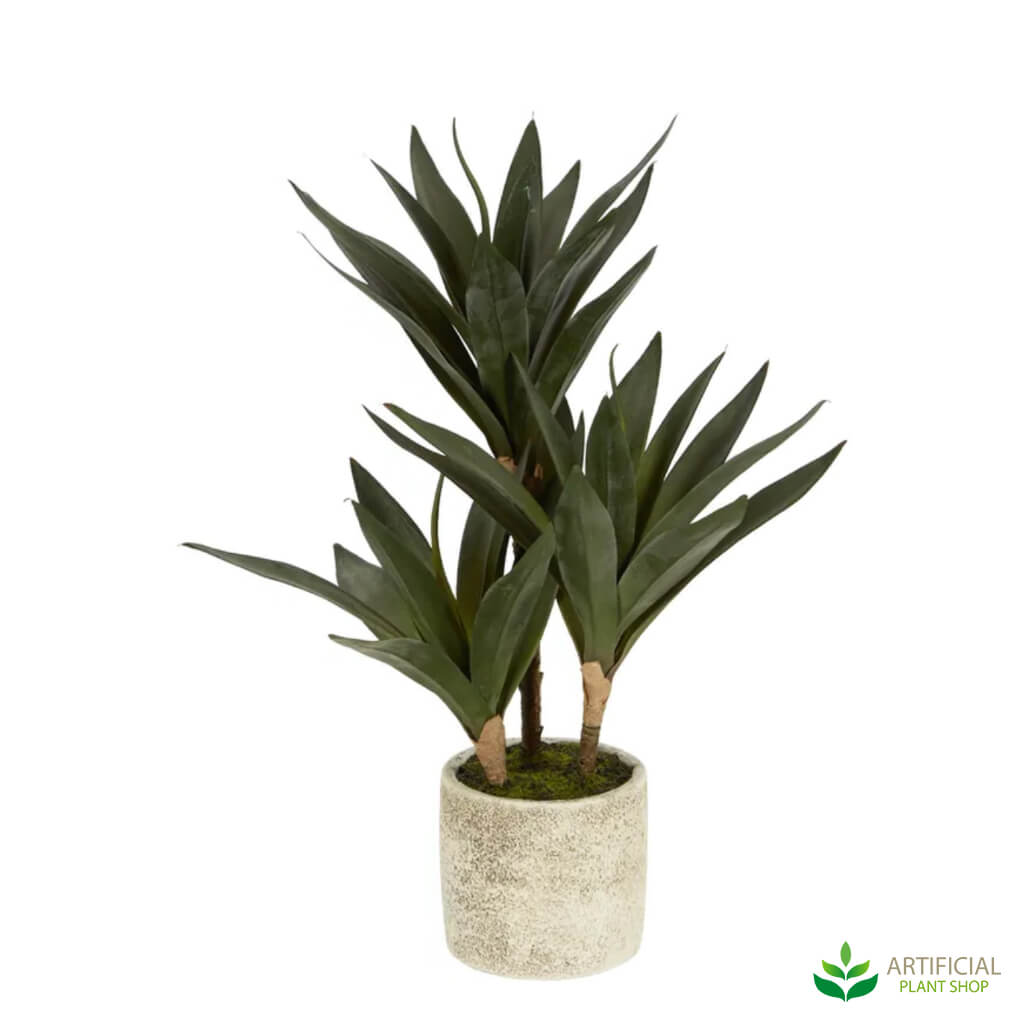 Mini yucca plant