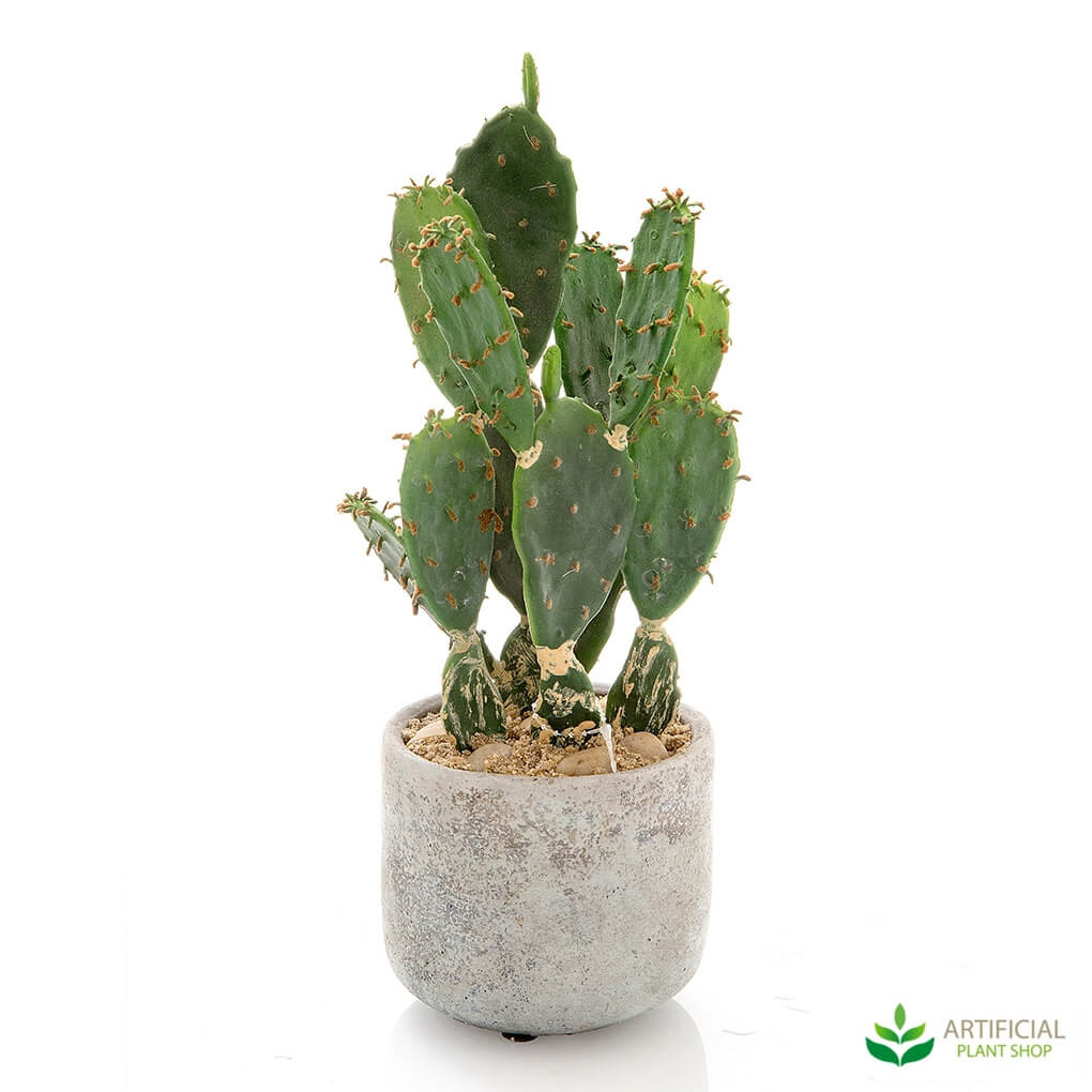Mini cactus plant in a pot