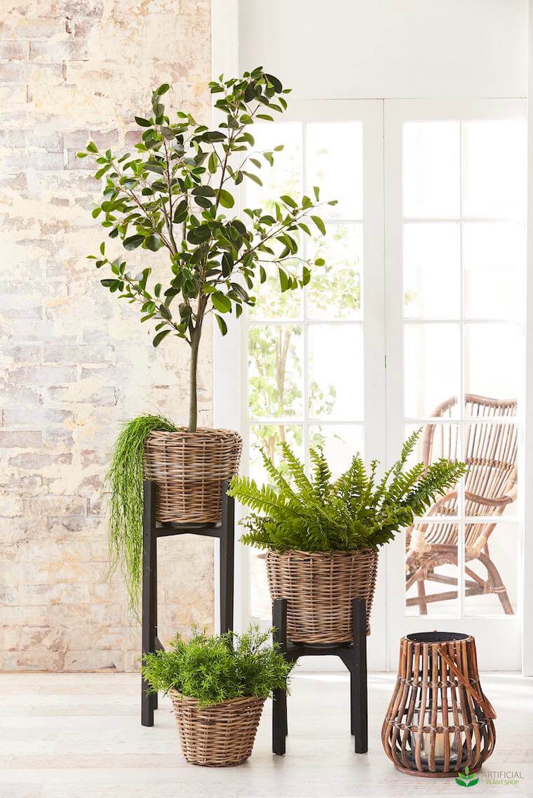 tree and fern in rattan pots