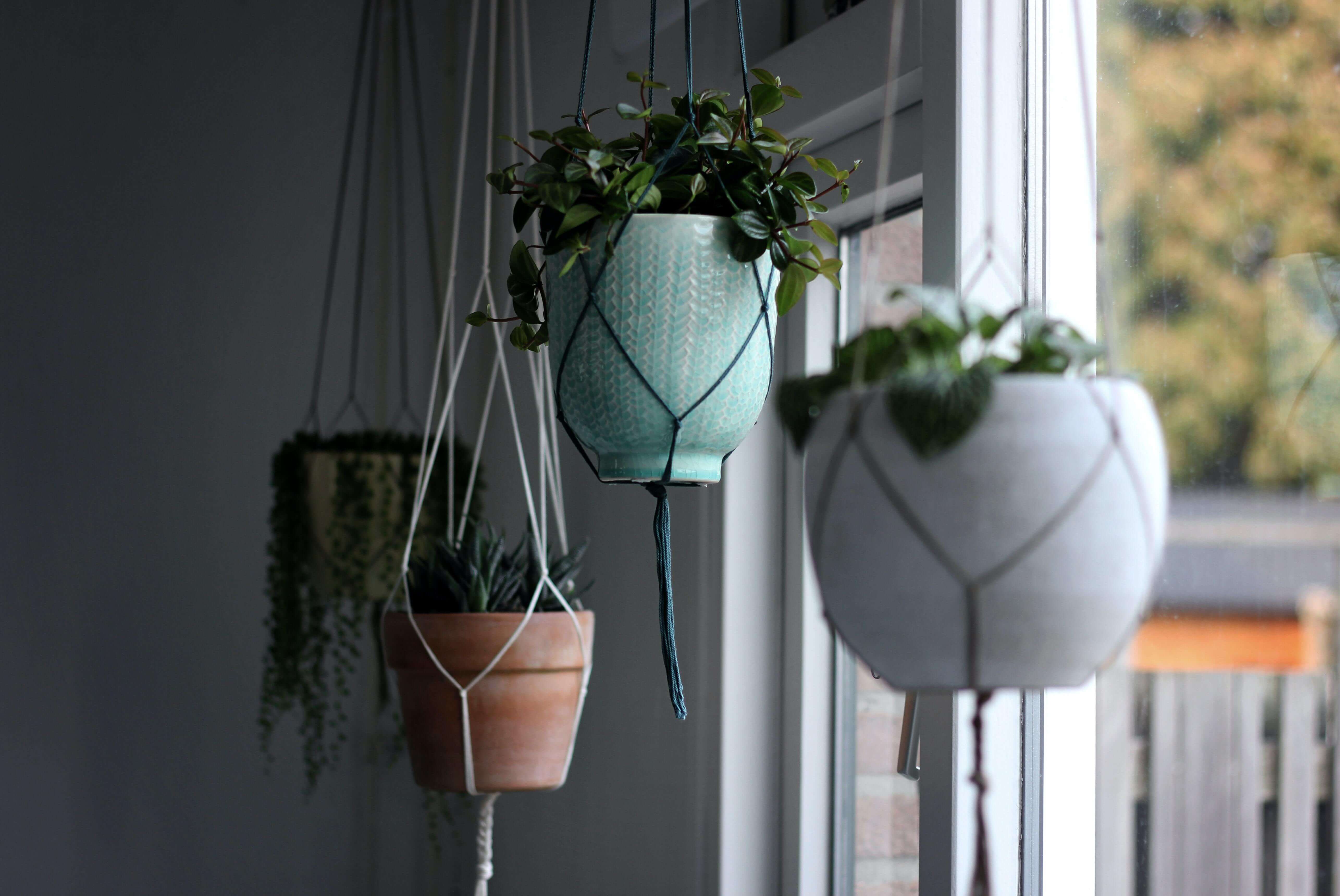 Hanging plants in pots