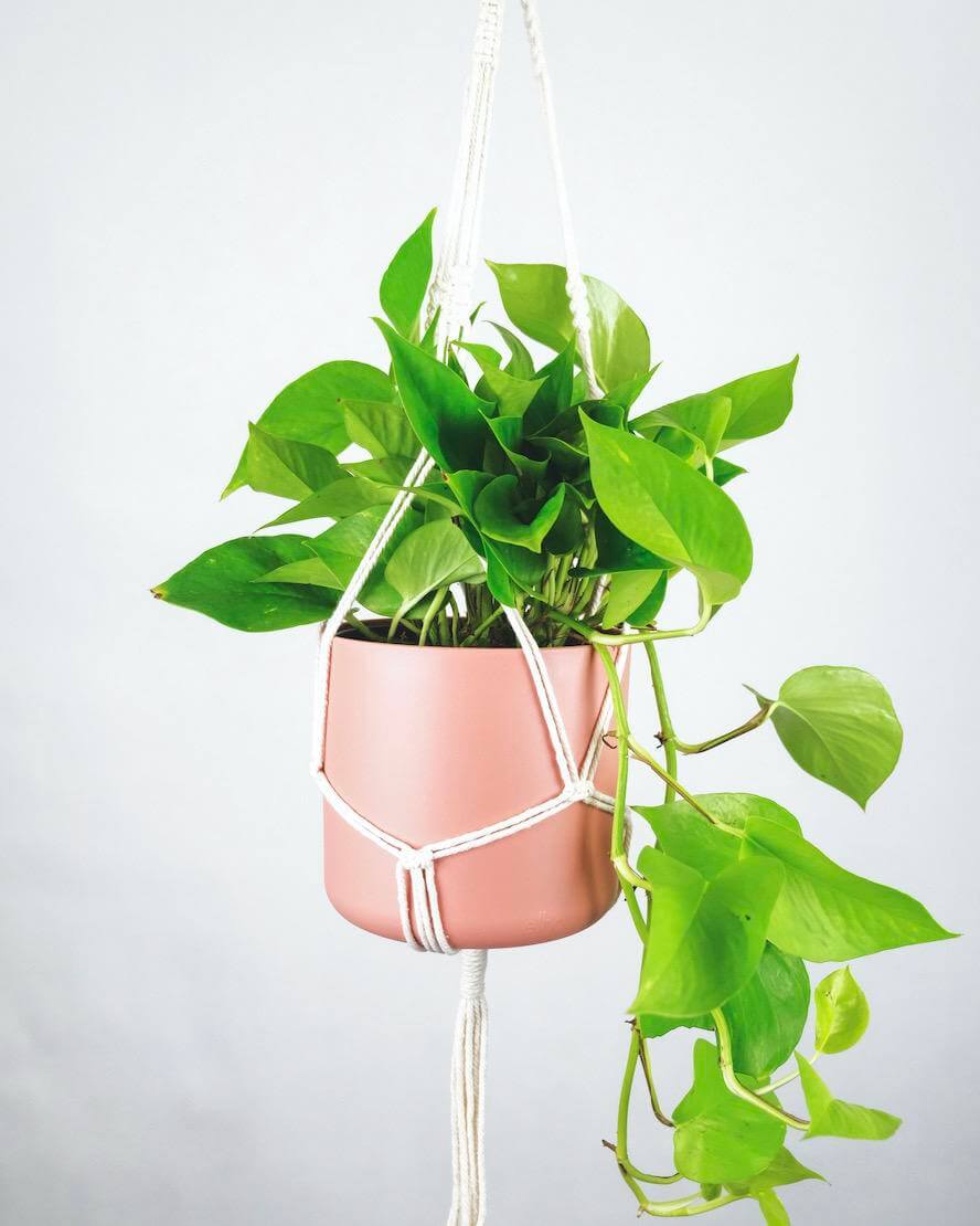 hanging potted pathos plant