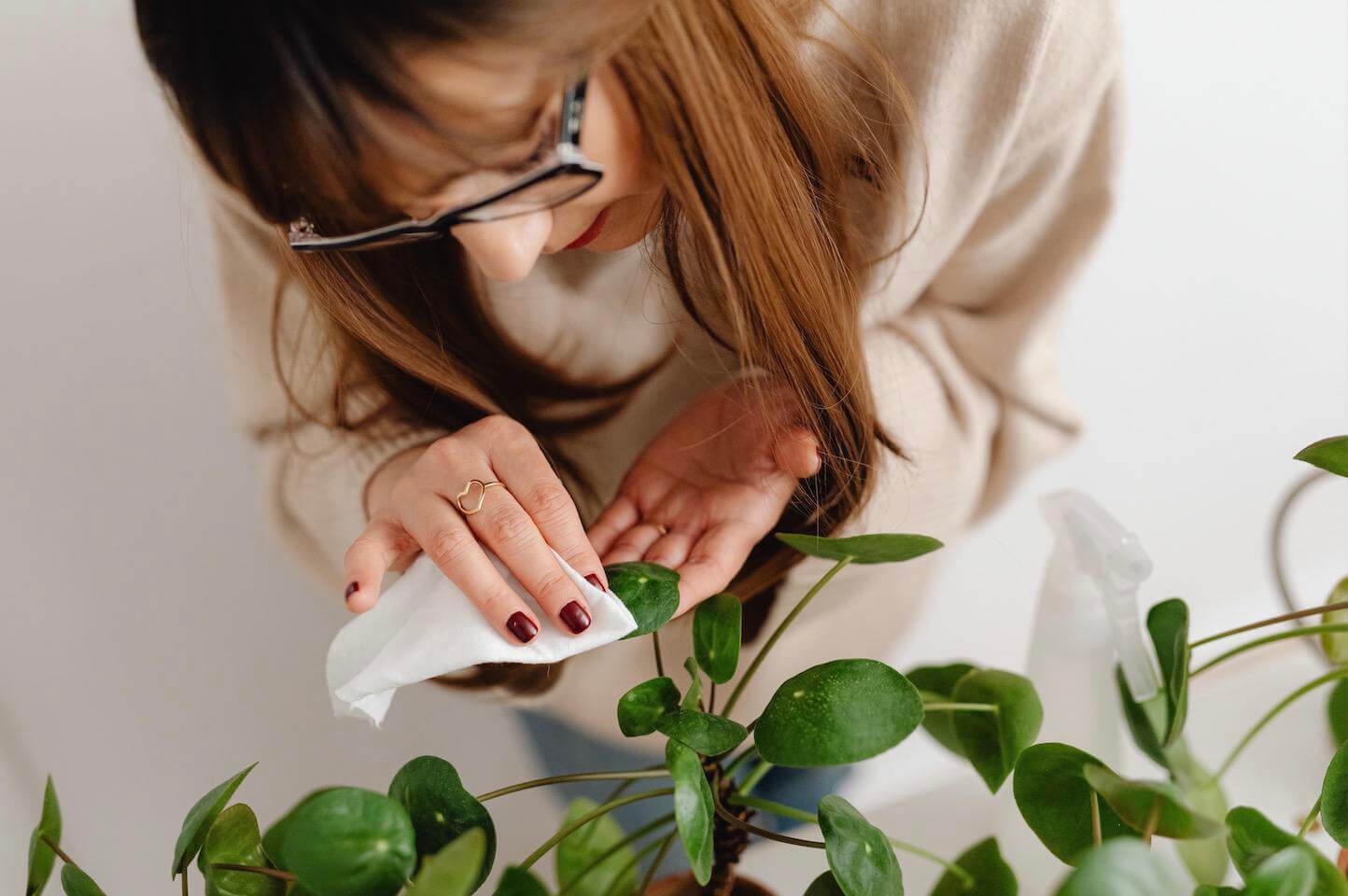 woman cleaning a plant