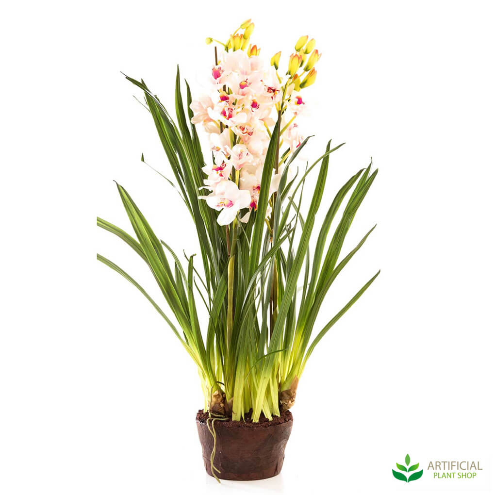 Cymbidium Orchid with Light Pink Flowers