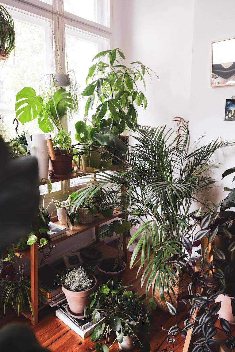 messy plants in a corner