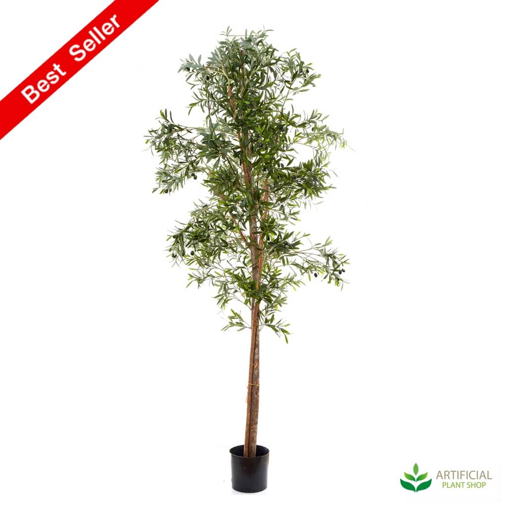 olive tree 2m