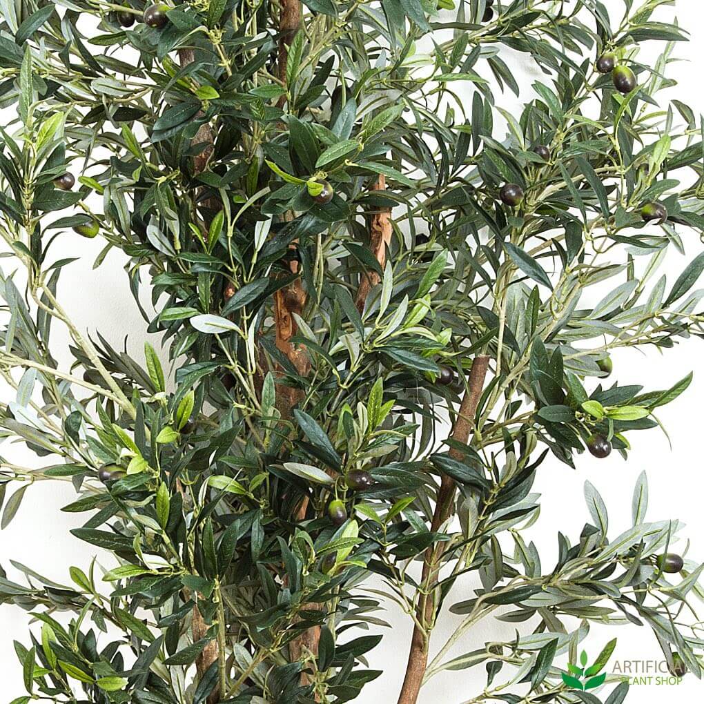 close up olive tree foliage