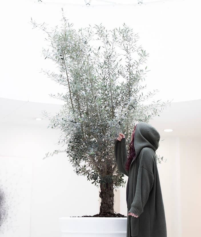 woman looking up at an olive tree