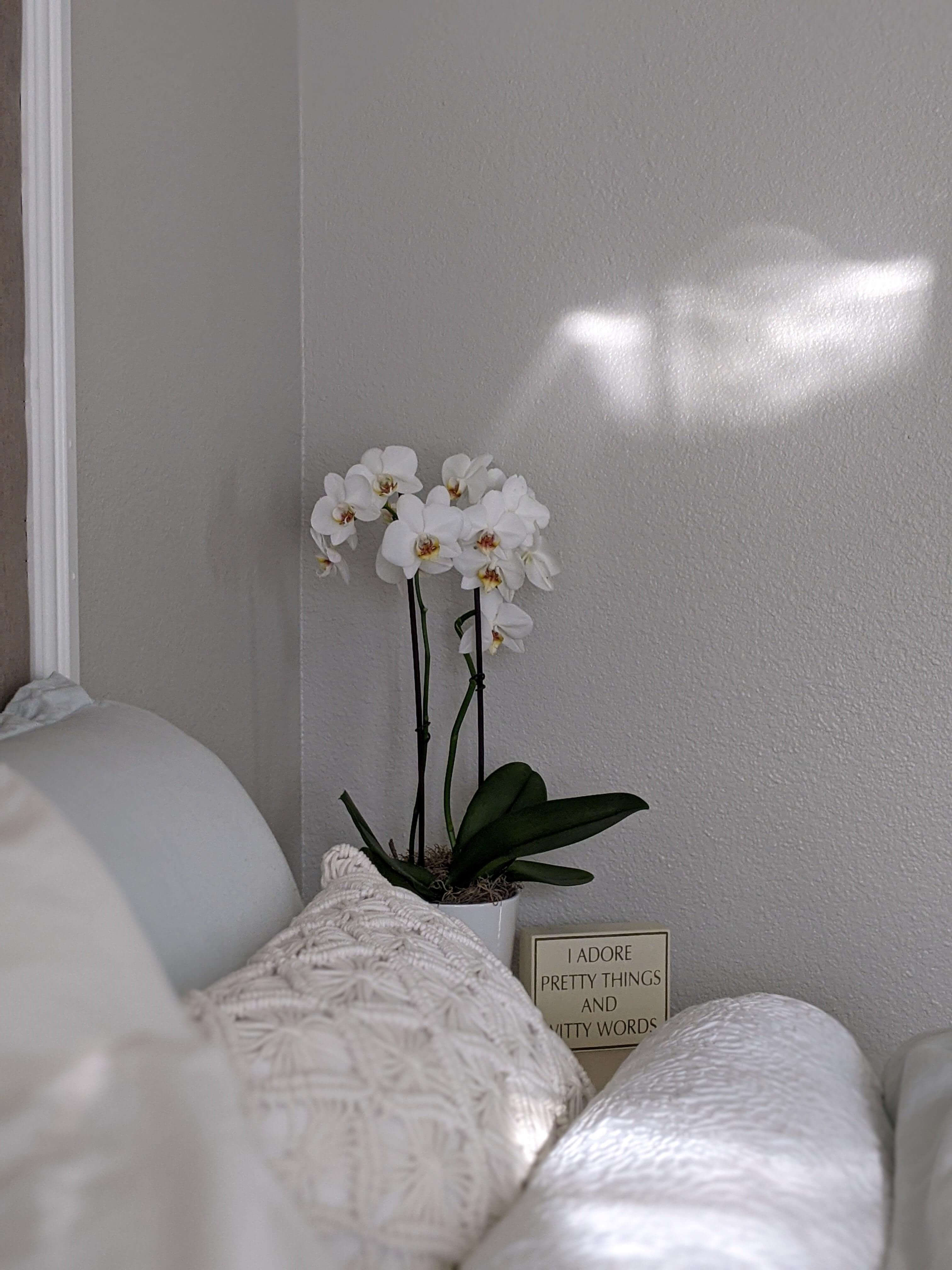 Orchid in a bedroom
