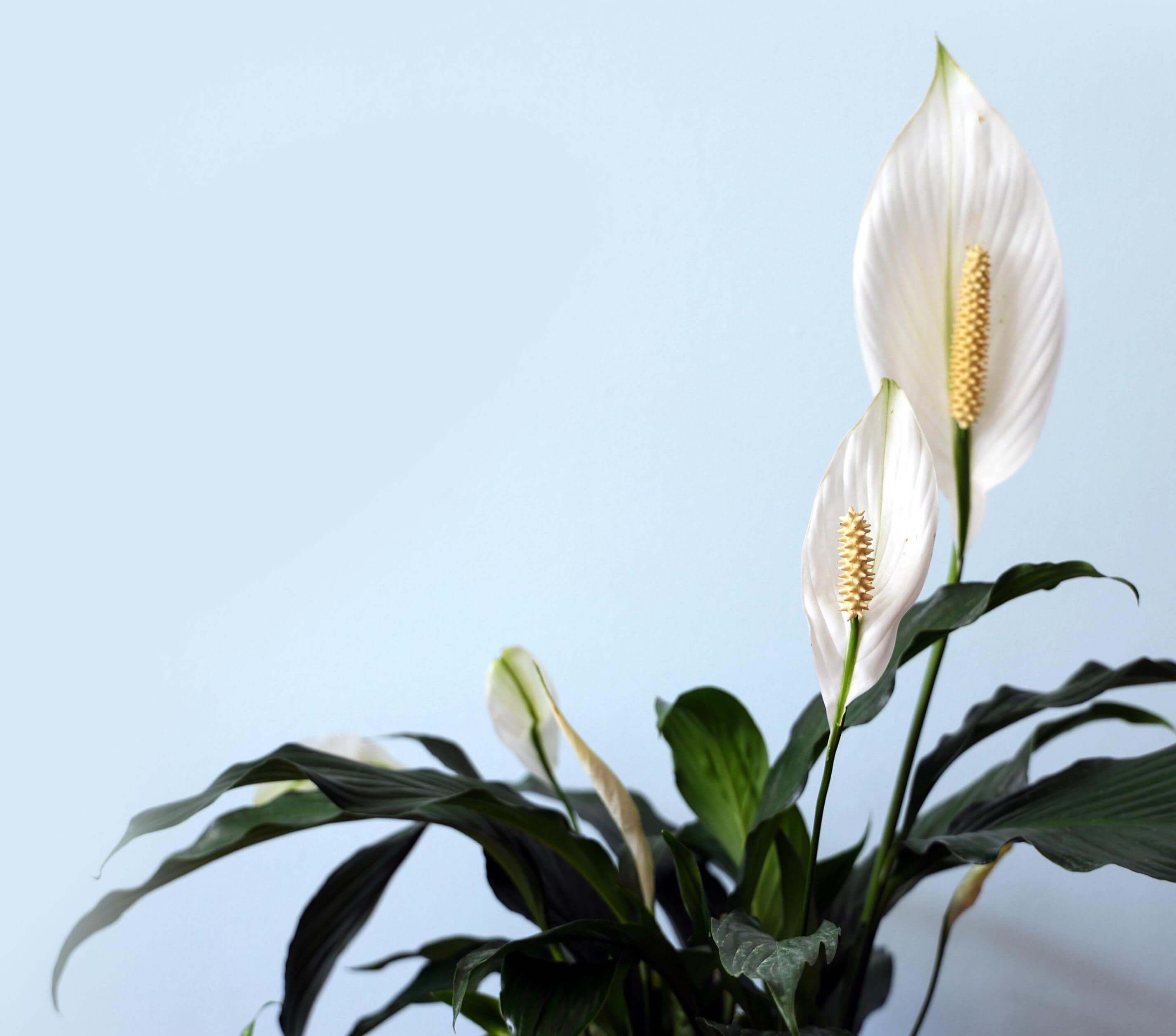Faux peace lily