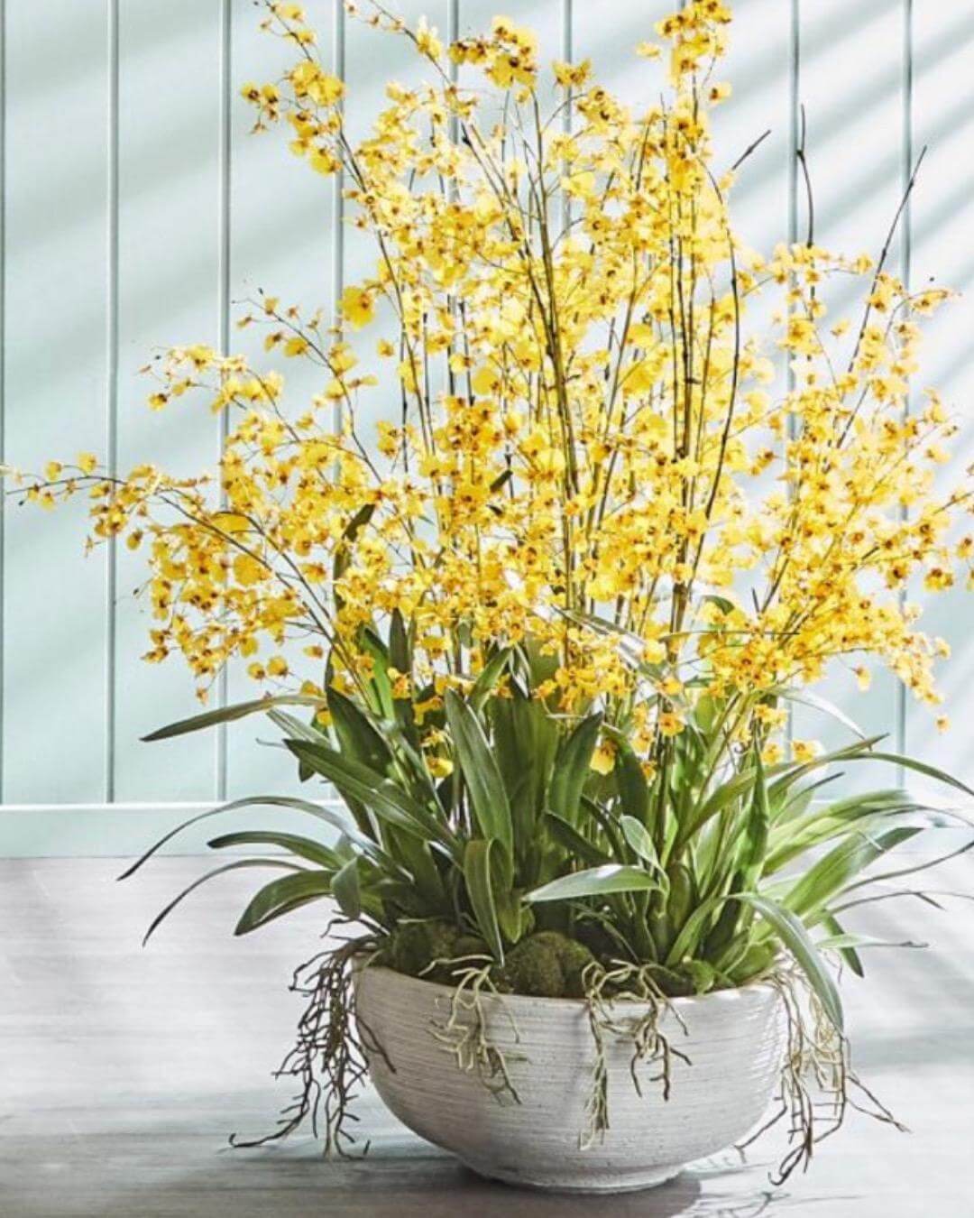 Yellow dancing orchid in a pot