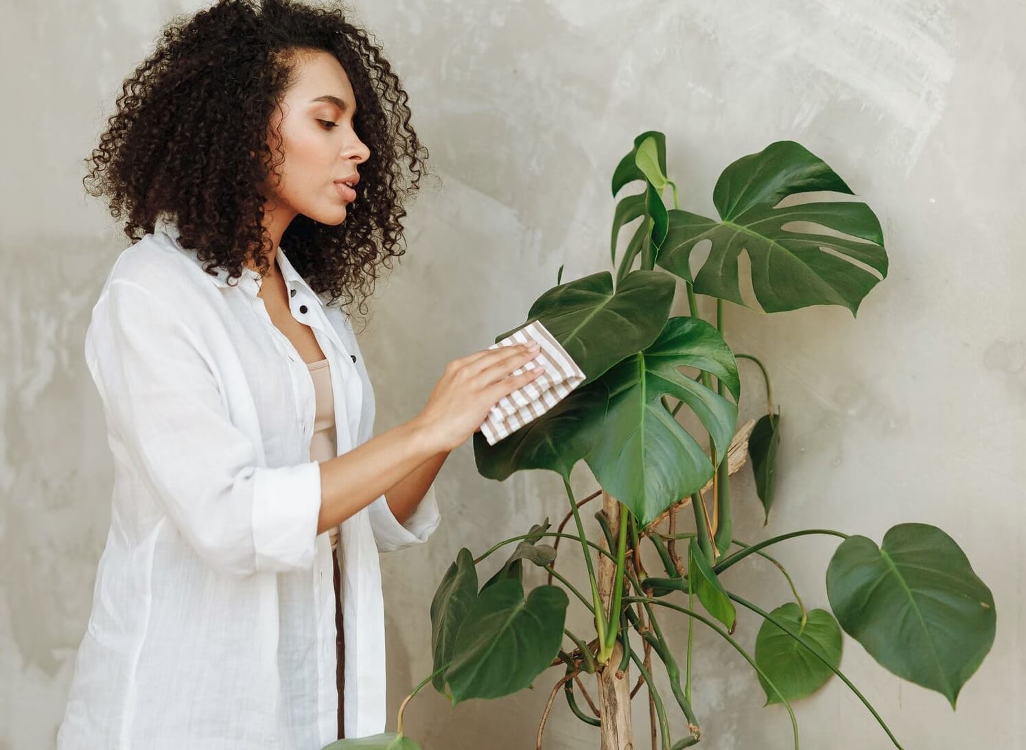 woman cleaning the leaves of an artificial plant