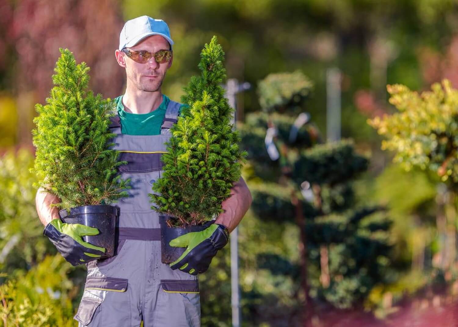 Man carrying pine trees