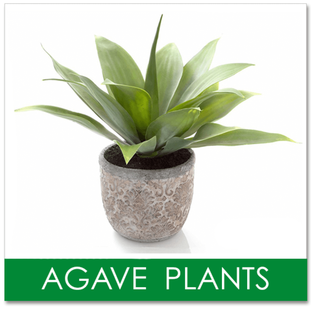 Artificial Agave Plants