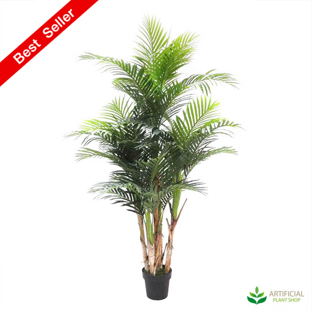 Areca Palm tree 1.9m