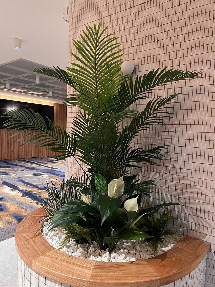 Areca Palm in planter box