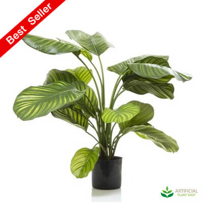 Green Calathea 65cm