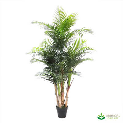 Areca Palm Trees