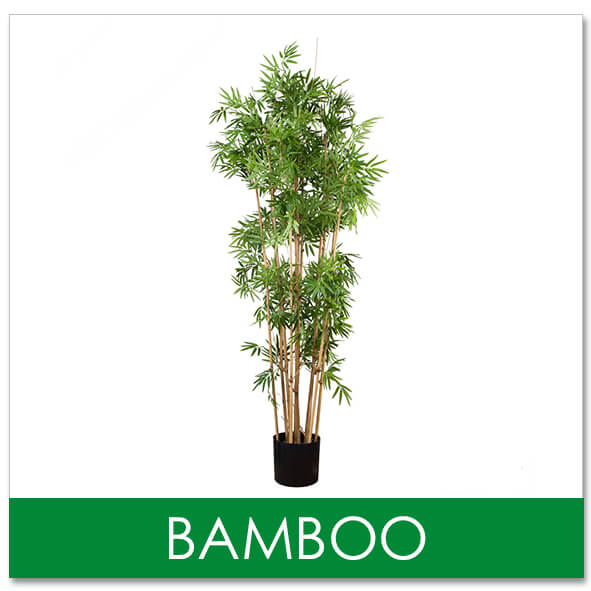 Japanese bamboo tree