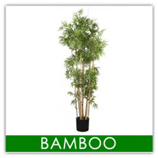 Japanese Bamboo Tree 1.6m