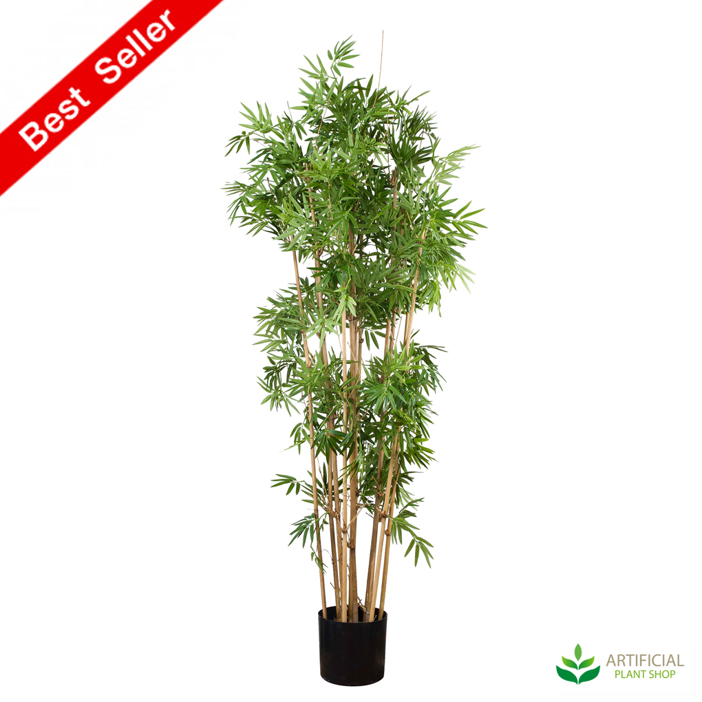 Japanese Bamboo Tree