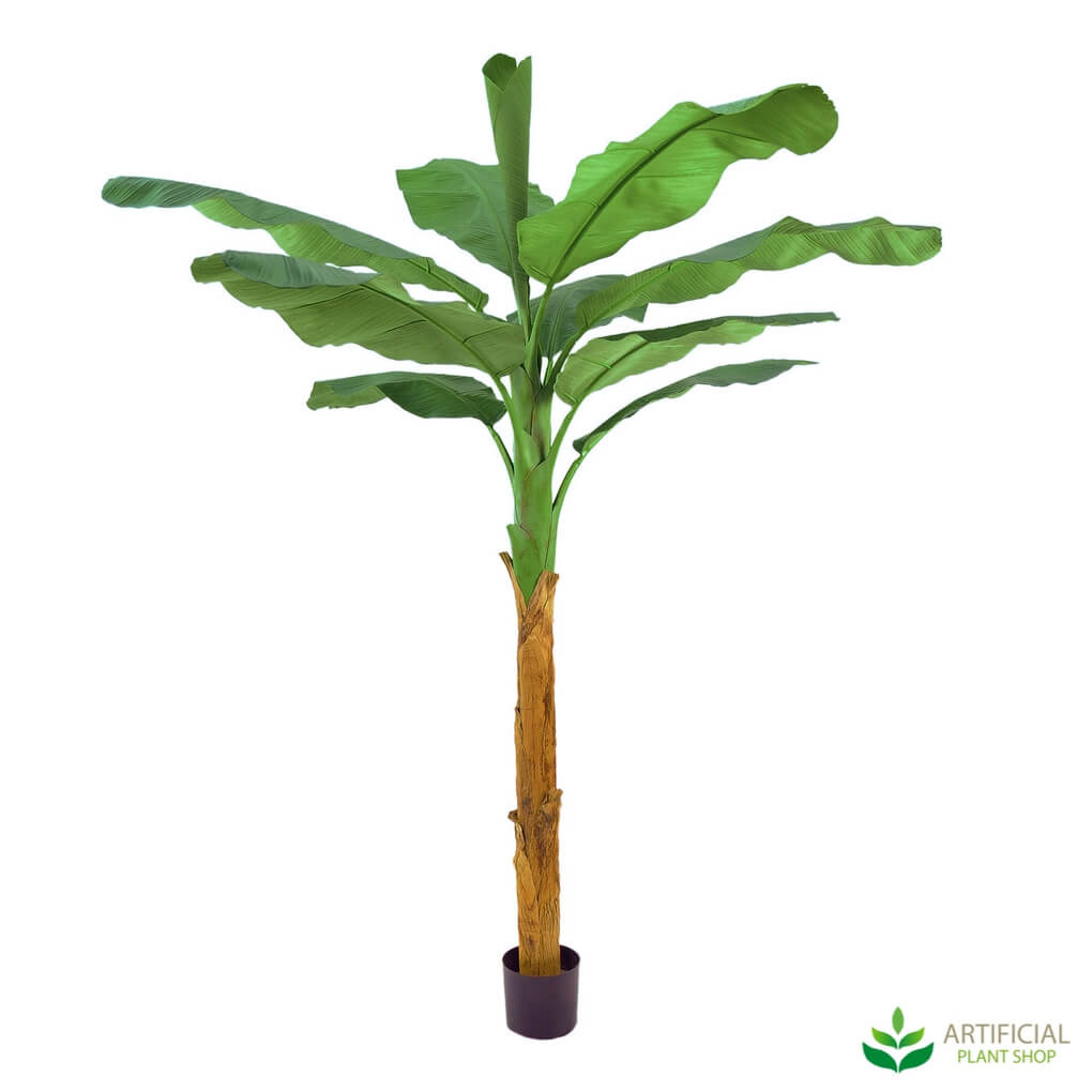 Banana Tree 1.8m