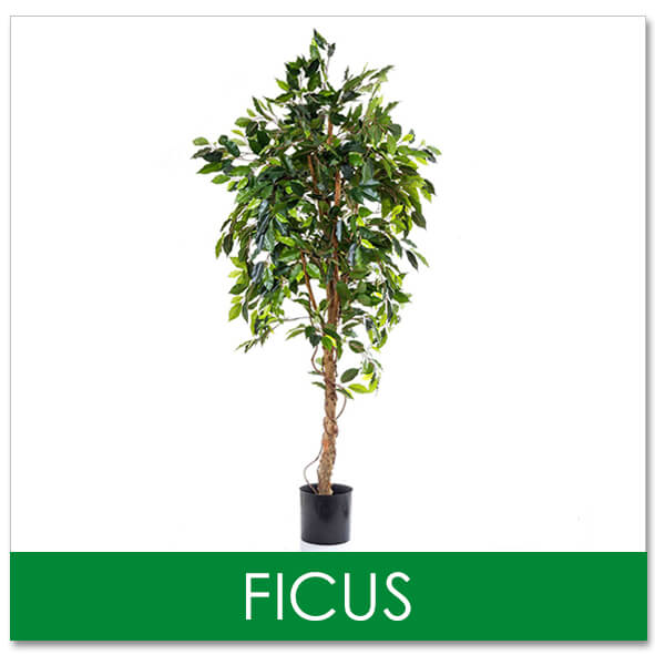 fake trees ficus