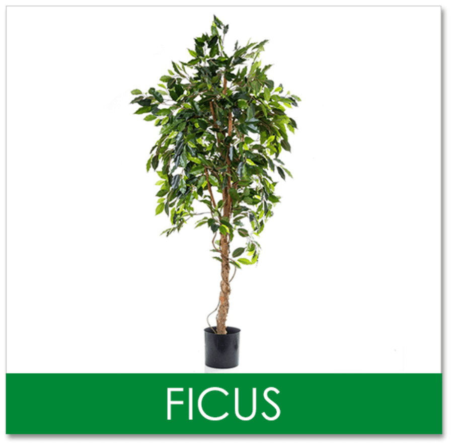 Ficus Trees