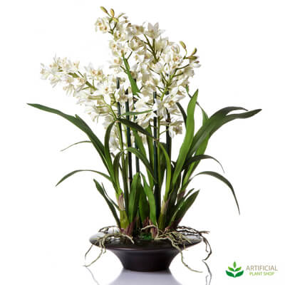 Cymbidium orchid 70cm