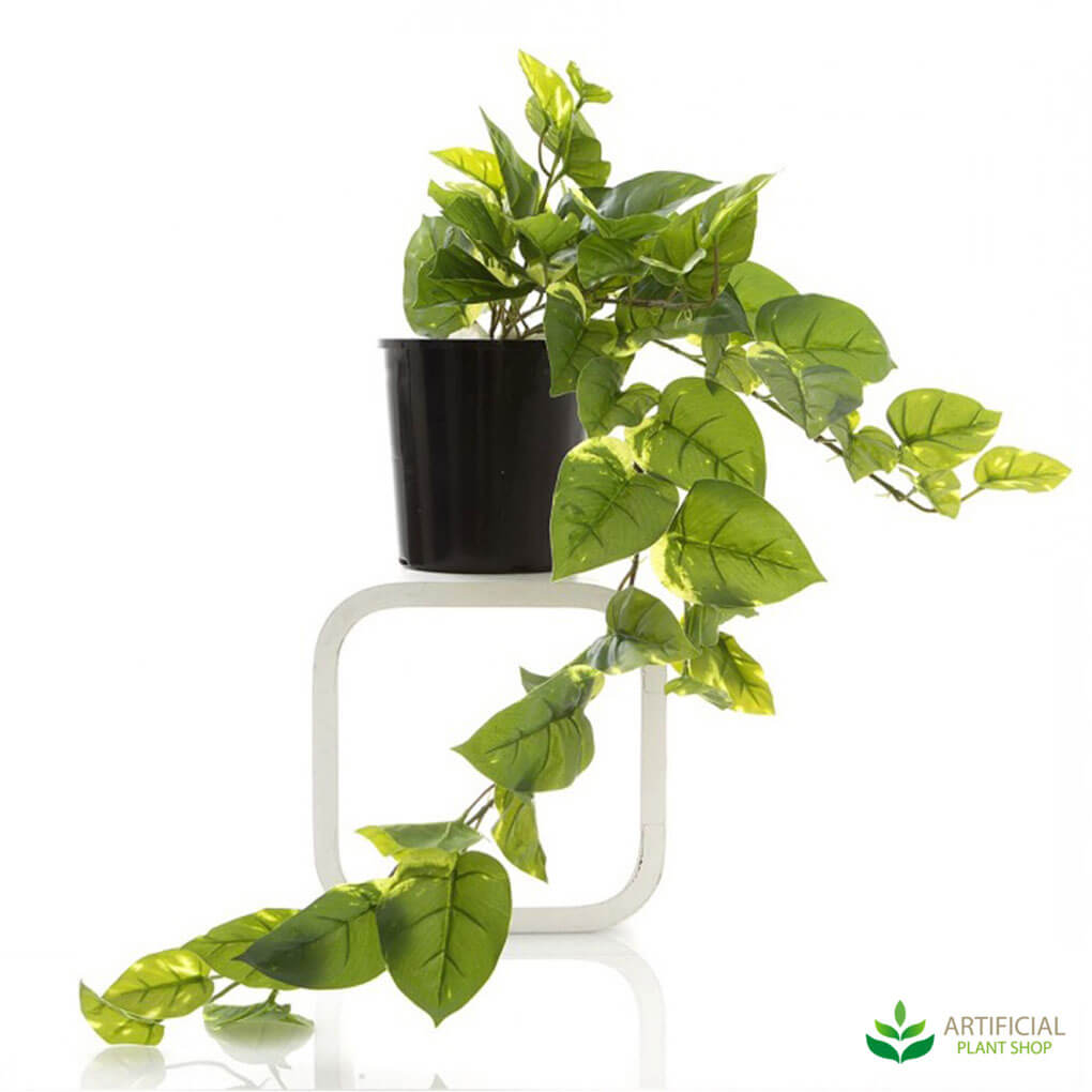 Pothos vine in a black pot