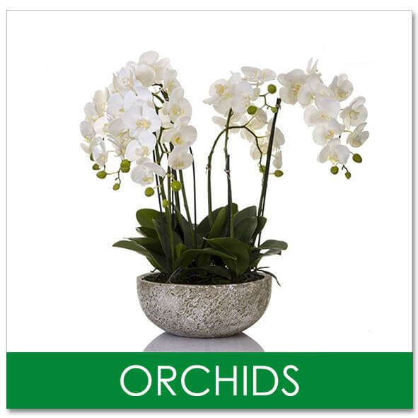 indoor plants white orchids