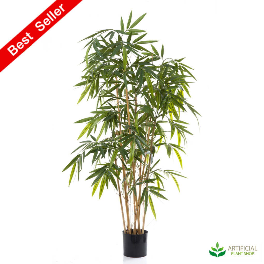 Bamboo Tree 1.6m