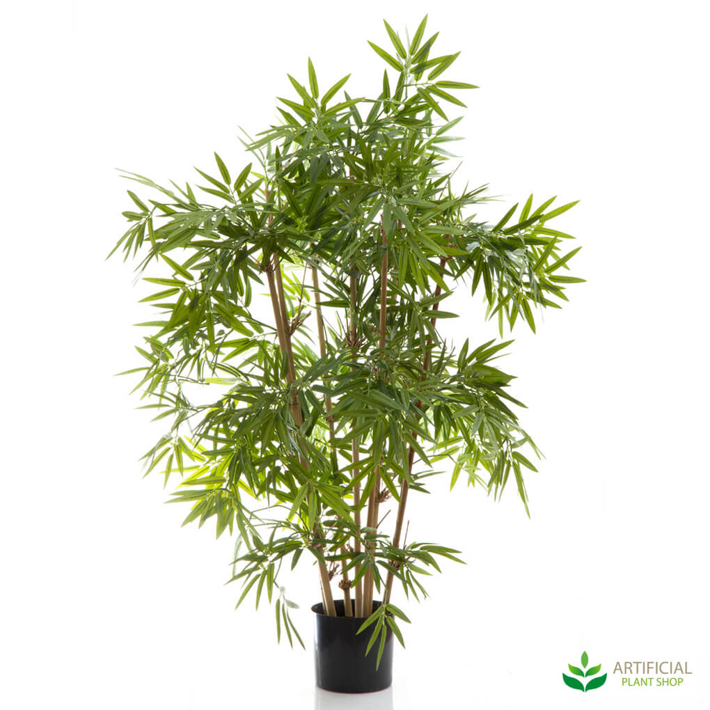 Japanese Bamboo Tree 1m