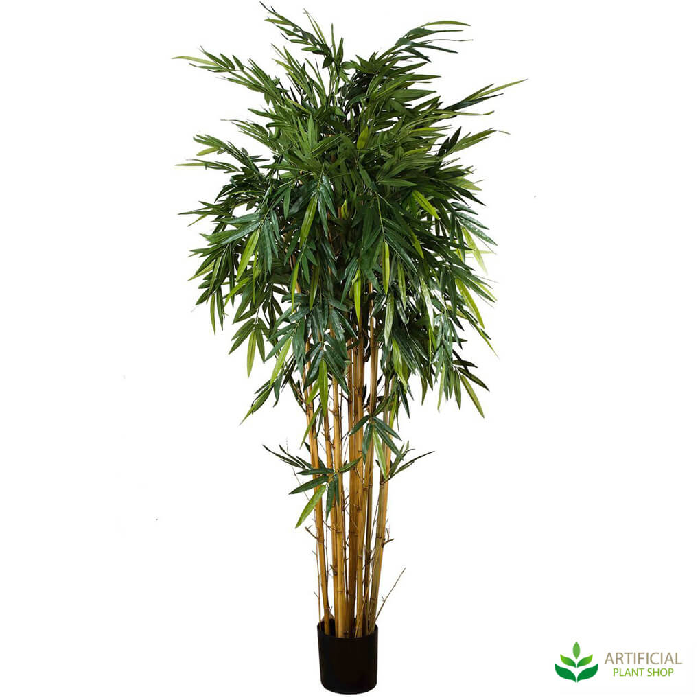 Bamboo Tree 2.2m
