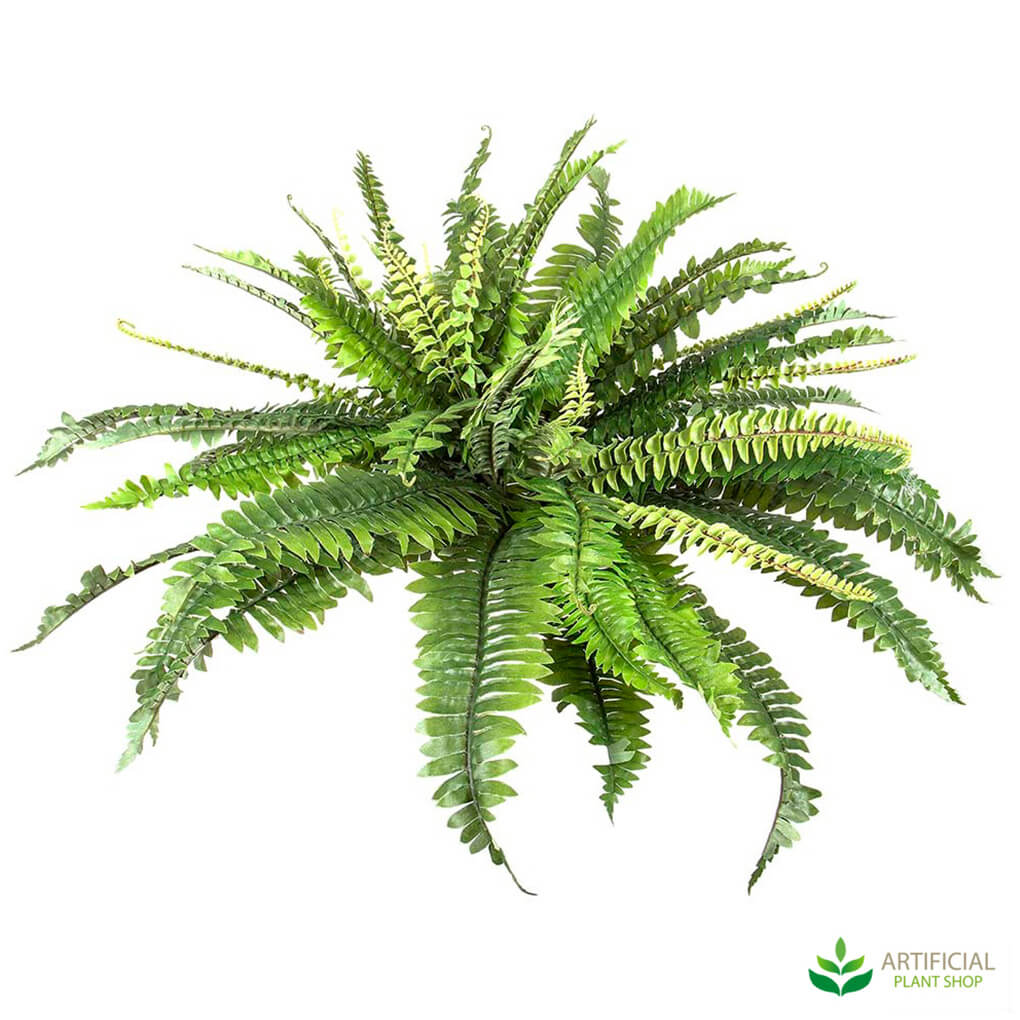 Boston Fern 45cm