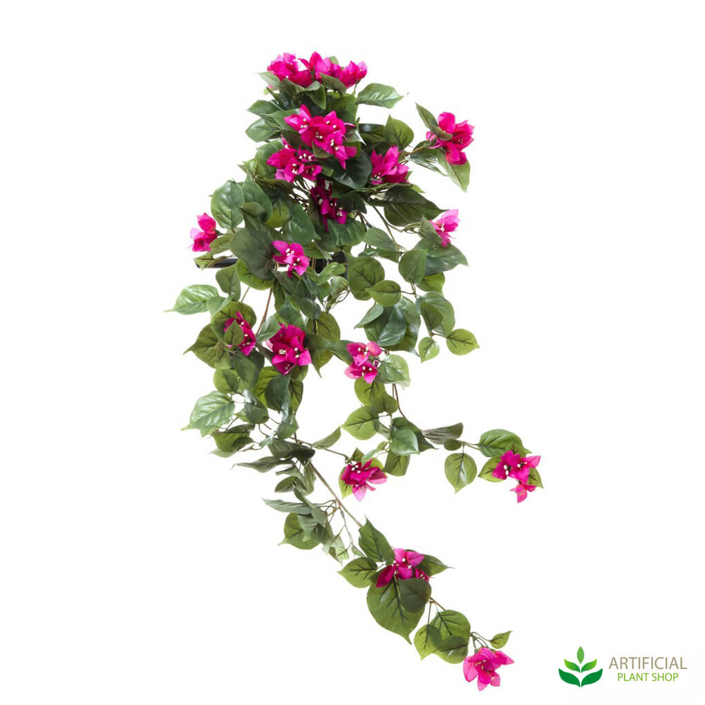 Hanging Bougainvillea Bush