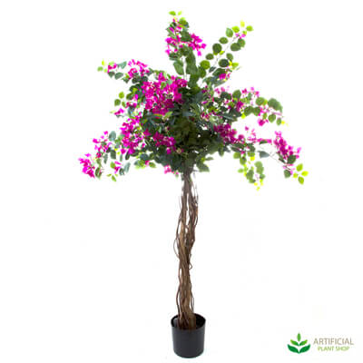 Bougainvillea Tree 1.6m