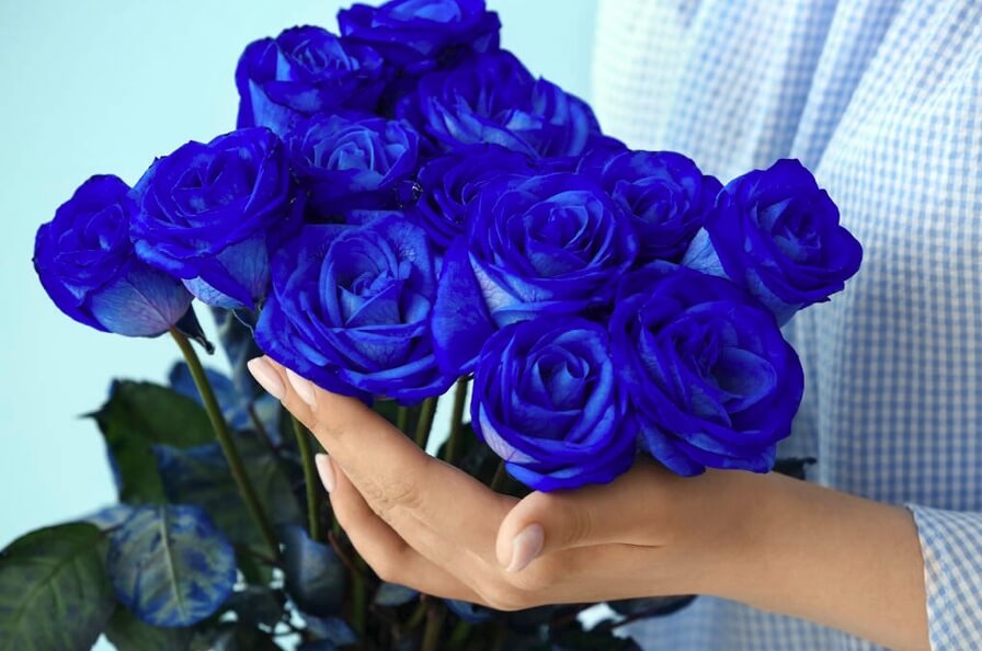 bundle of blue roses in a woman's hand