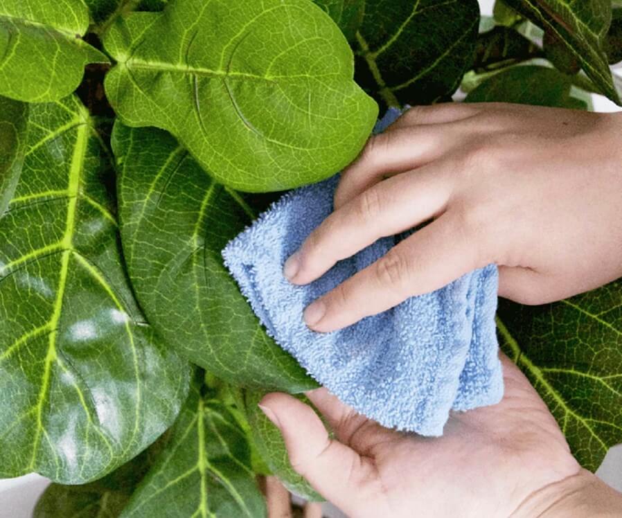 cleaning fake fiddle leaf fig trees