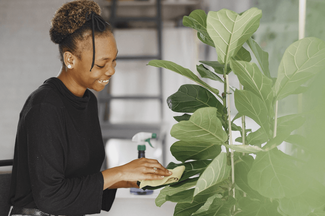 cleaning a fiddle leaf tree