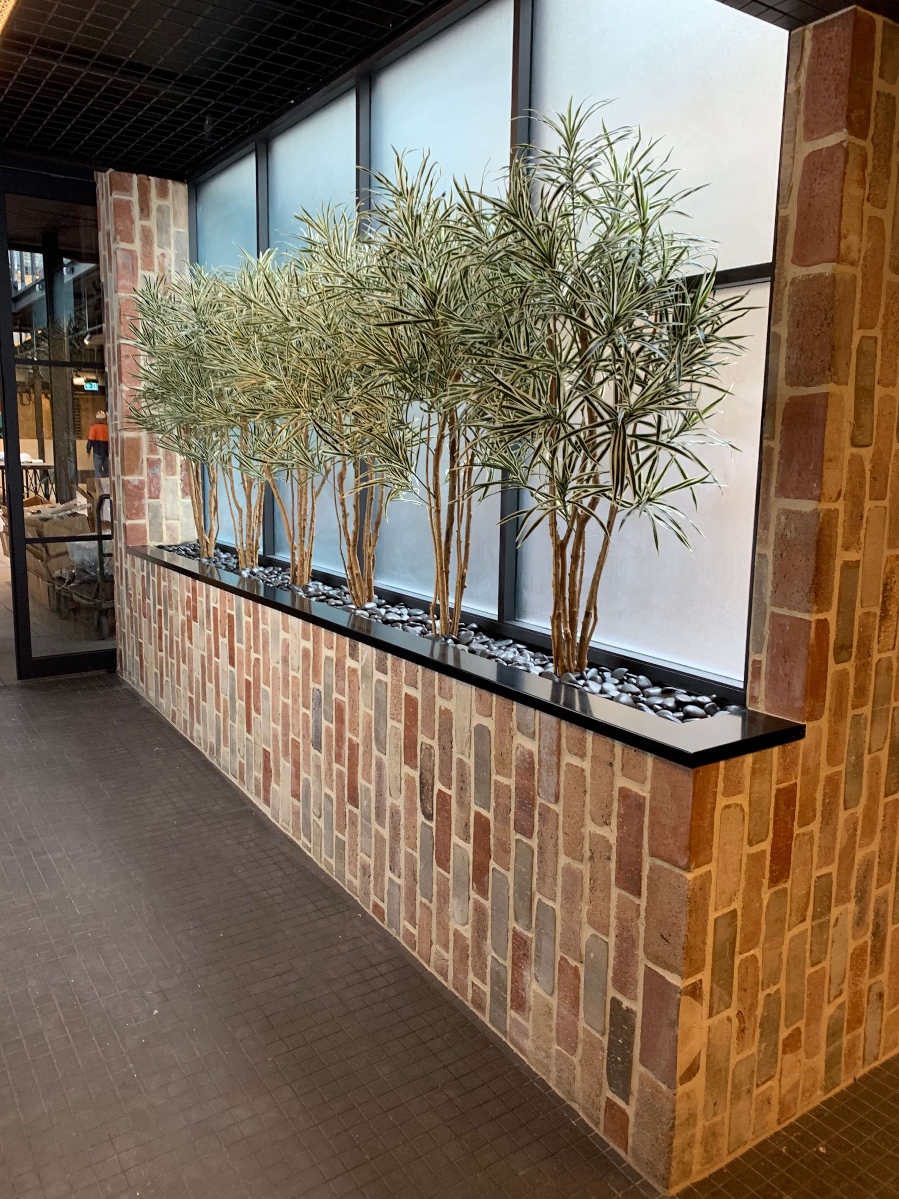 Dracaena trees in a planter box