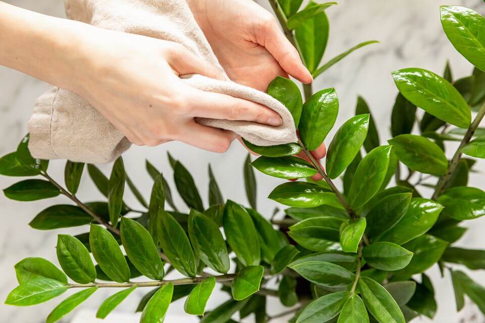 woman dusting artificial Zanzibar plant