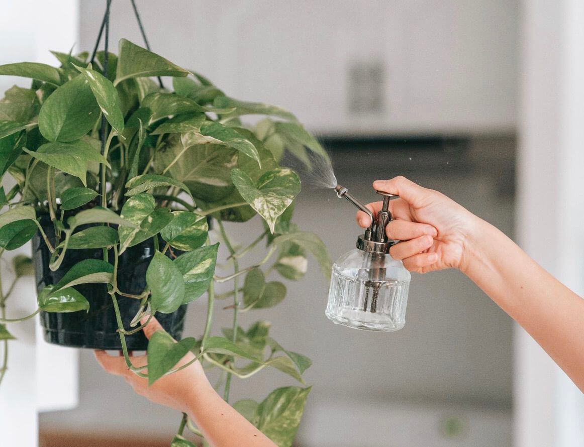 Will Eucalyptus Spray Keep Bugs Off My Fake Plants? - Artificial Plant Shop