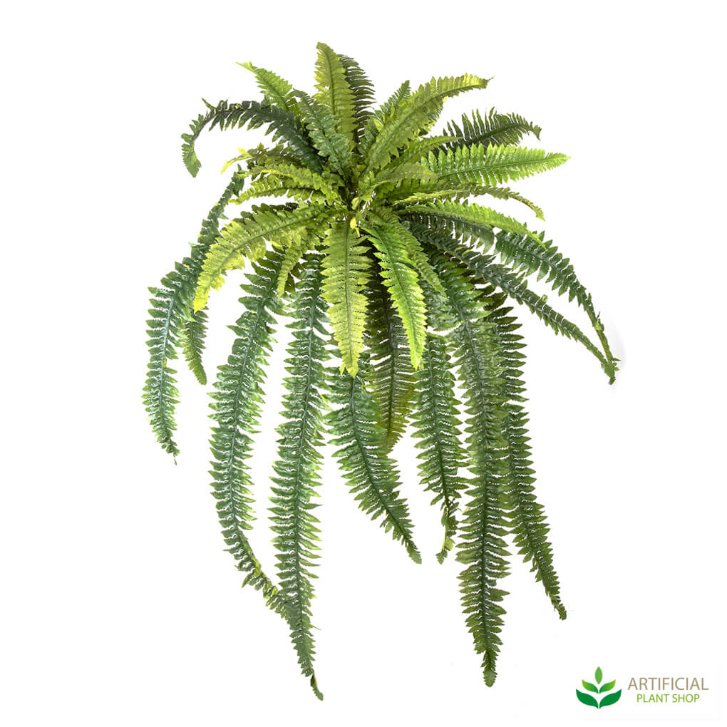 Hanging Boston Fern 1m