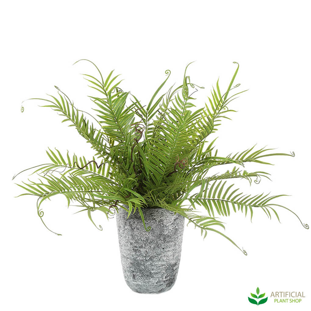 Fern in cement pot