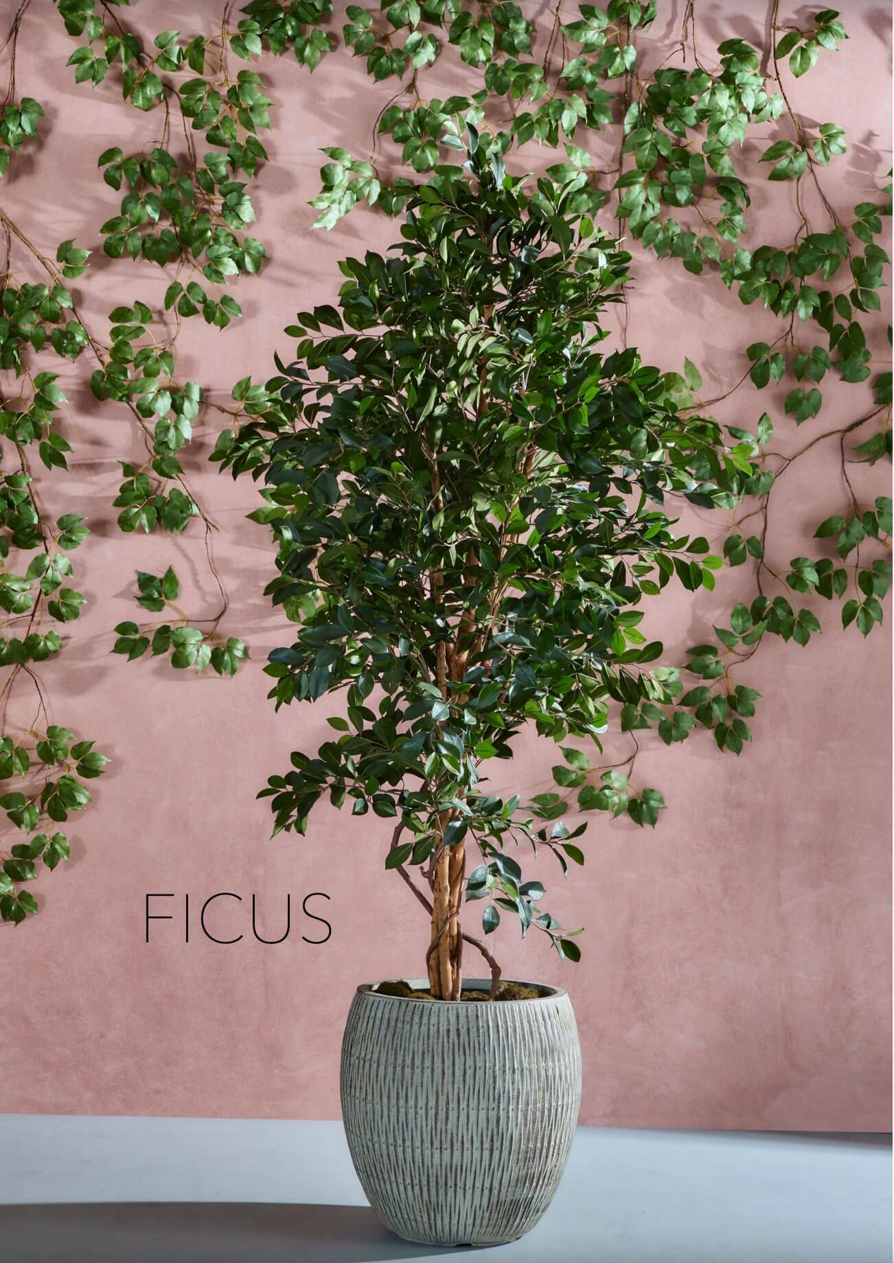 potted ficus tree