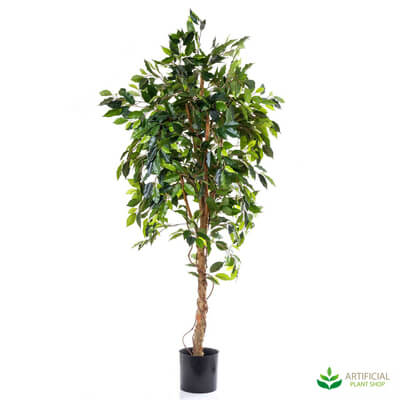 Ficus Vine Tree 1.8m