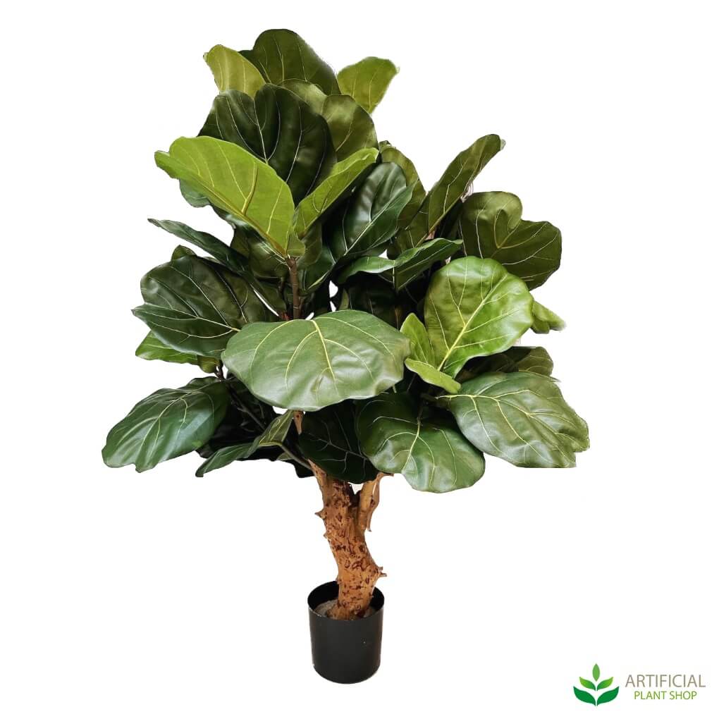 Fiddle Leaf Fig Trees