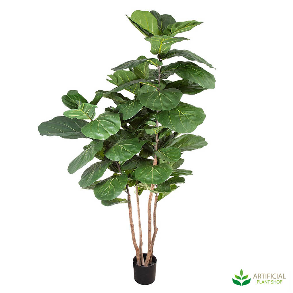 Fiddle Leaf Fig Tree 1.9m