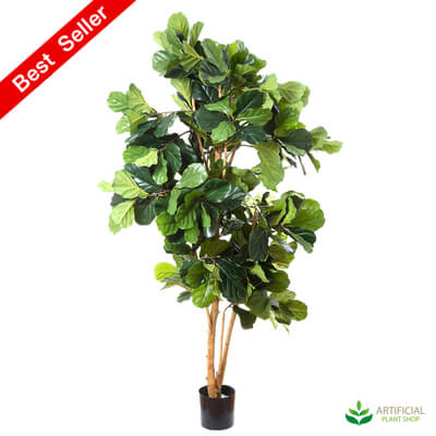 Fiddle Leaf Tree 2m